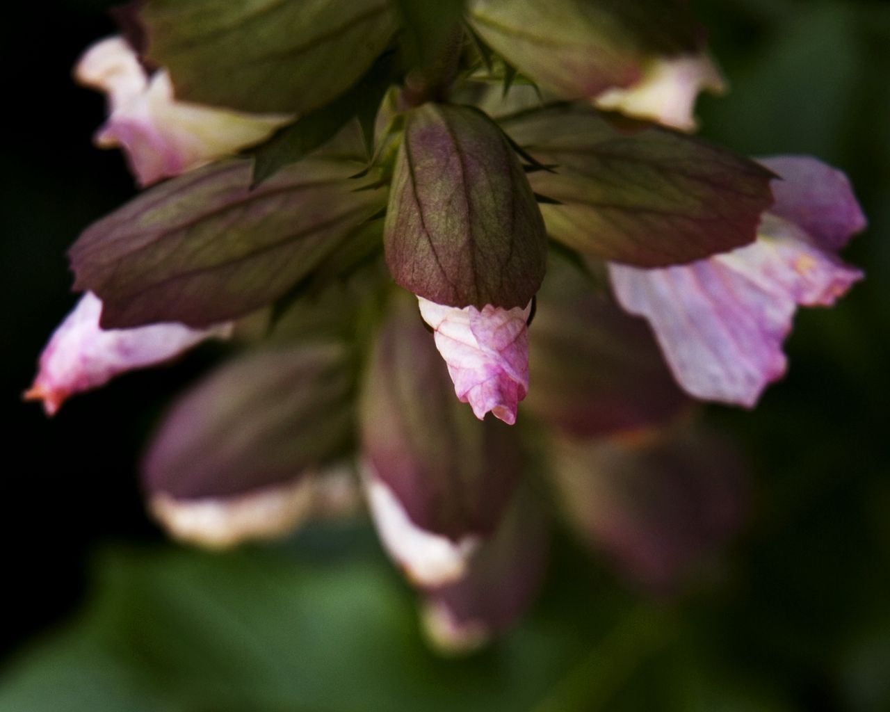1280x1024 Wallpaper flowers, buds, leaves, blur, plants