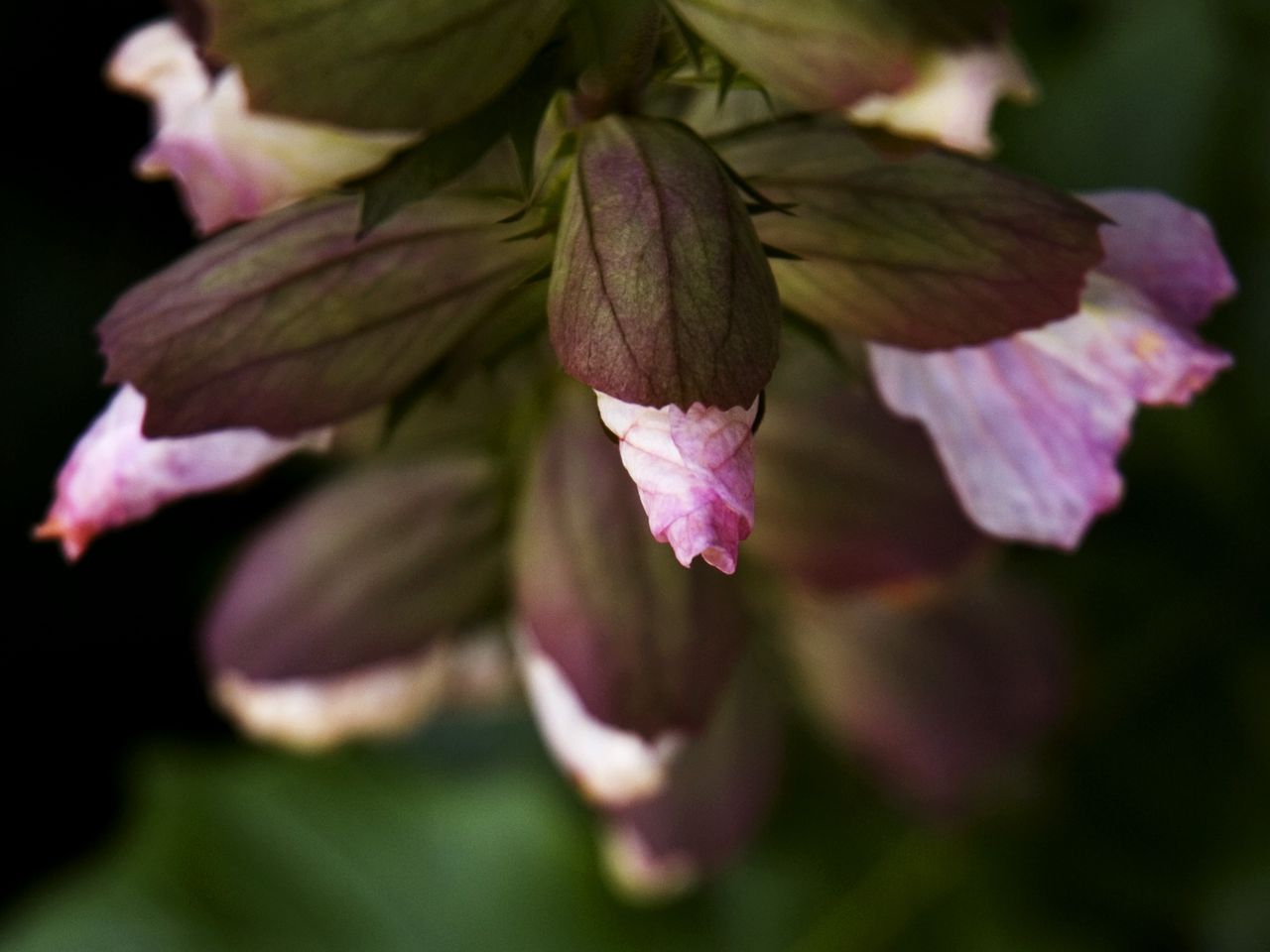 1280x960 Wallpaper flowers, buds, leaves, blur, plants