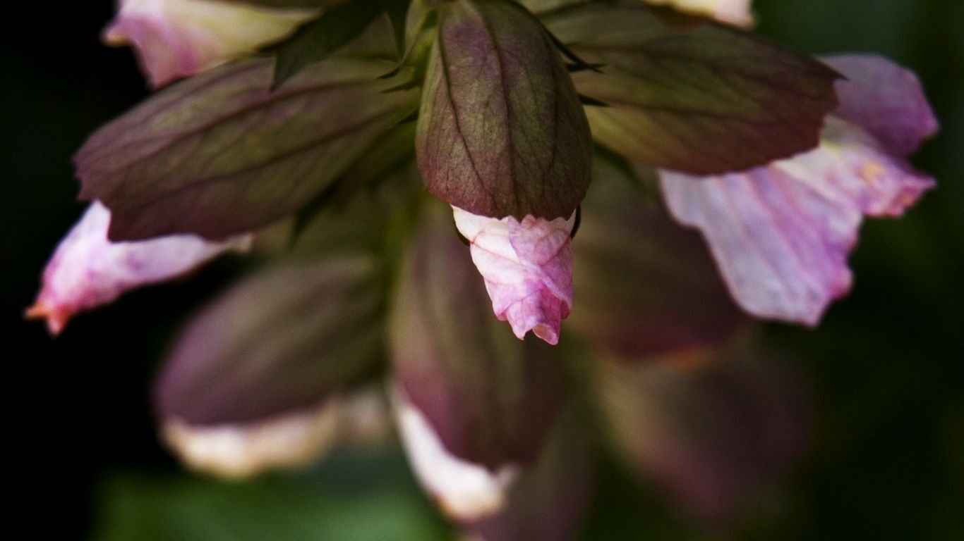 1366x768 Wallpaper flowers, buds, leaves, blur, plants