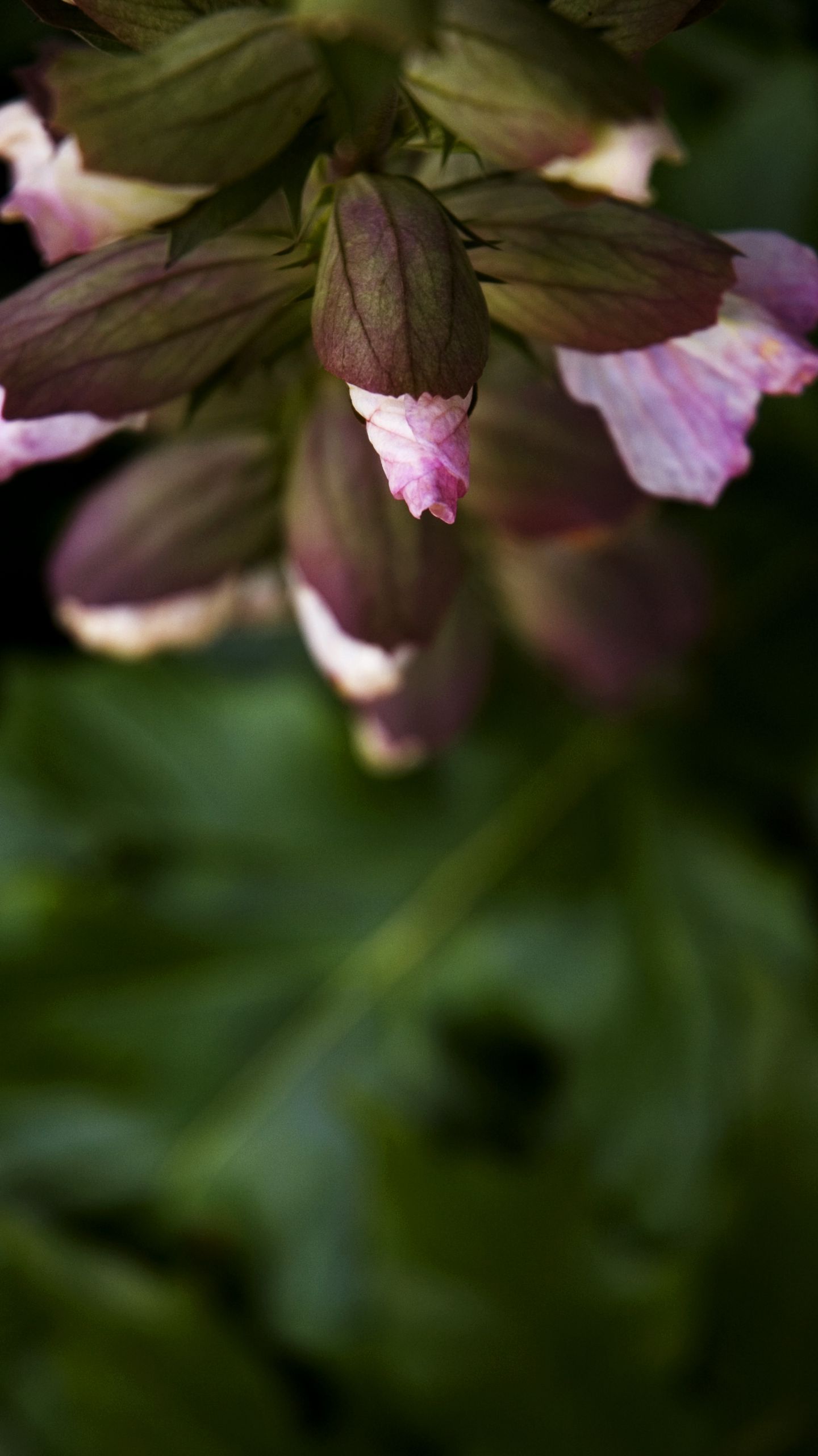 1440x2560 Wallpaper flowers, buds, leaves, blur, plants