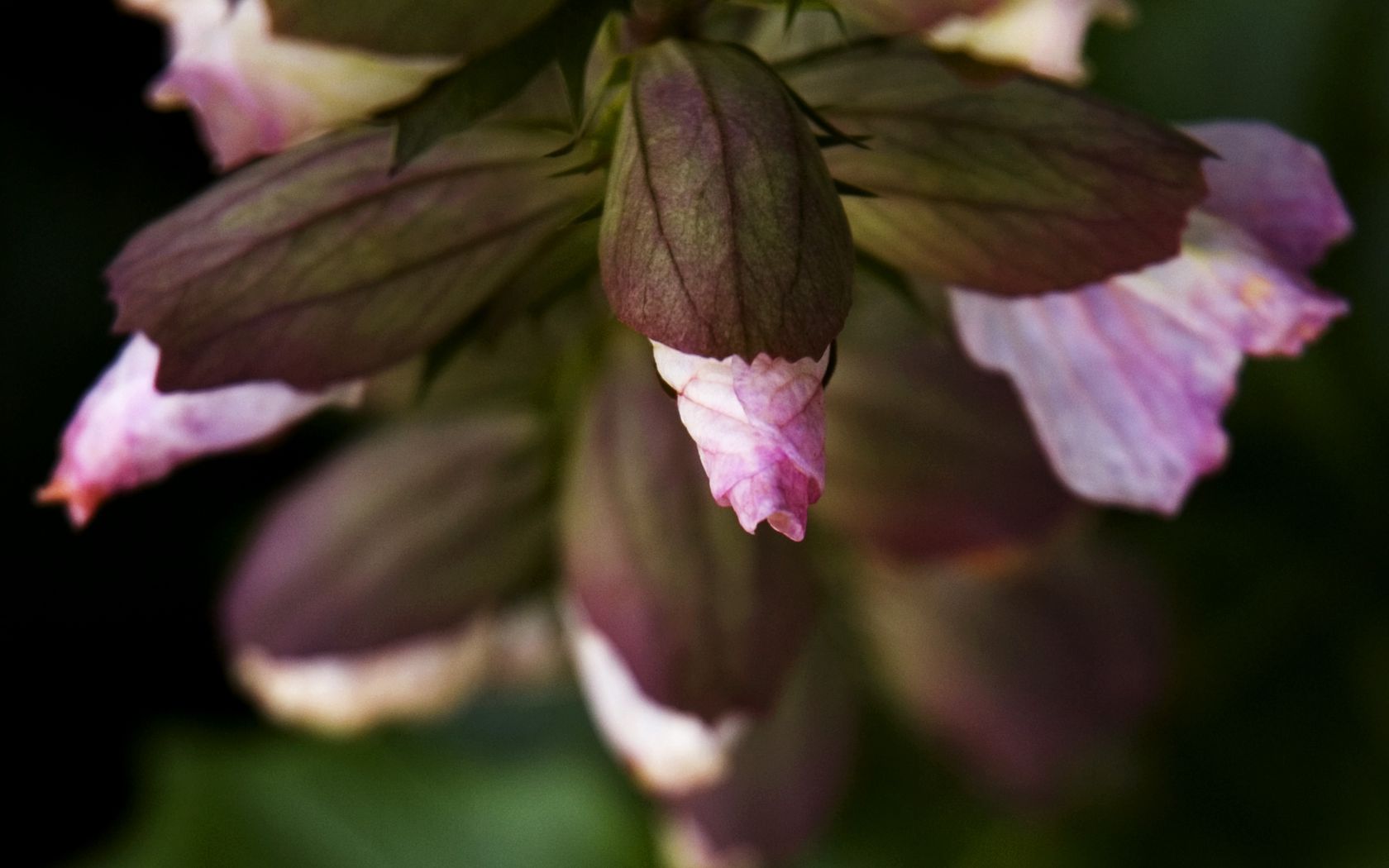 1680x1050 Wallpaper flowers, buds, leaves, blur, plants