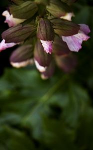 Preview wallpaper flowers, buds, leaves, blur, plants