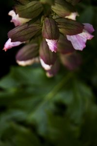 Preview wallpaper flowers, buds, leaves, blur, plants