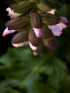 Preview wallpaper flowers, buds, leaves, blur, plants
