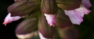 Preview wallpaper flowers, buds, leaves, blur, plants