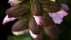 Preview wallpaper flowers, buds, leaves, blur, plants