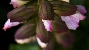 Preview wallpaper flowers, buds, leaves, blur, plants