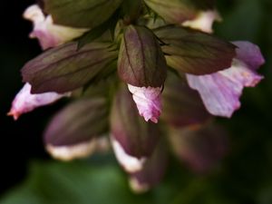 Preview wallpaper flowers, buds, leaves, blur, plants