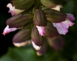 Preview wallpaper flowers, buds, leaves, blur, plants