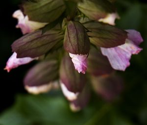 Preview wallpaper flowers, buds, leaves, blur, plants