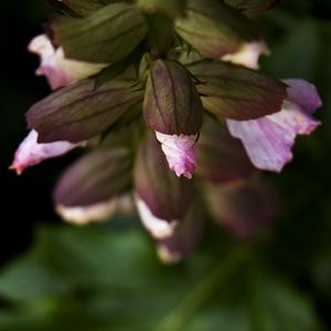 Preview wallpaper flowers, buds, leaves, blur, plants