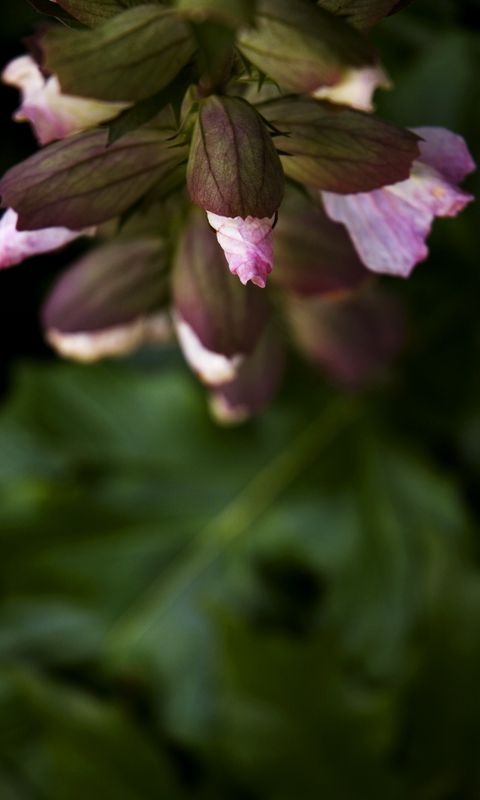 480x800 Wallpaper flowers, buds, leaves, blur, plants
