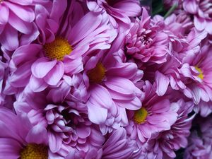 Preview wallpaper flowers, buds, lilac