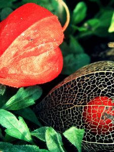 Preview wallpaper flowers, buds, net