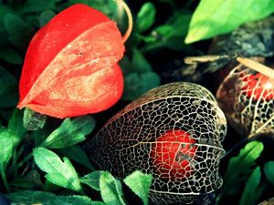 Preview wallpaper flowers, buds, net