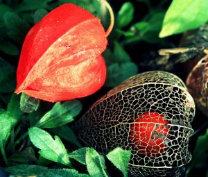 Preview wallpaper flowers, buds, net