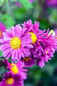 Preview wallpaper flowers, buds, petals