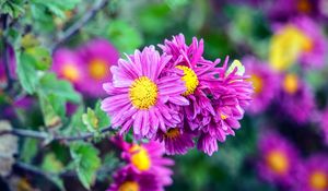Preview wallpaper flowers, buds, petals