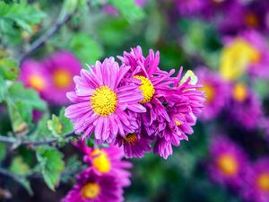 Preview wallpaper flowers, buds, petals