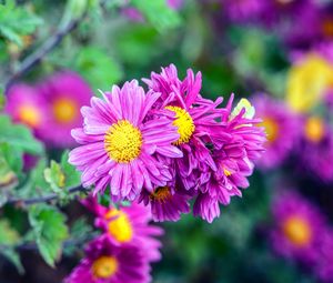 Preview wallpaper flowers, buds, petals