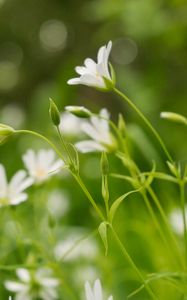 Preview wallpaper flowers, buds, petals, blur, leaves