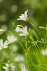 Preview wallpaper flowers, buds, petals, blur, leaves