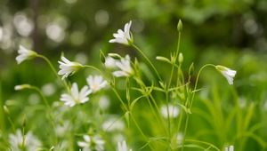 Preview wallpaper flowers, buds, petals, blur, leaves