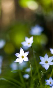 Preview wallpaper flowers, buds, petals, close-up, blurred