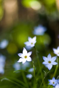 Preview wallpaper flowers, buds, petals, close-up, blurred