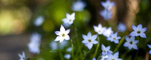 Preview wallpaper flowers, buds, petals, close-up, blurred