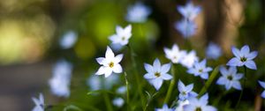 Preview wallpaper flowers, buds, petals, close-up, blurred