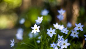 Preview wallpaper flowers, buds, petals, close-up, blurred