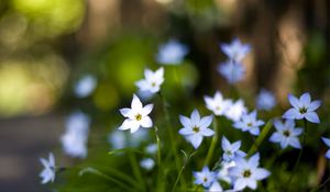 Preview wallpaper flowers, buds, petals, close-up, blurred