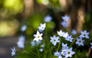 Preview wallpaper flowers, buds, petals, close-up, blurred