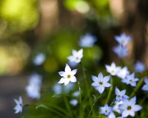 Preview wallpaper flowers, buds, petals, close-up, blurred