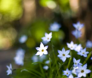 Preview wallpaper flowers, buds, petals, close-up, blurred