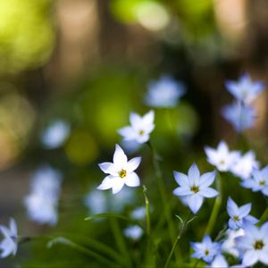 Preview wallpaper flowers, buds, petals, close-up, blurred