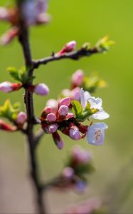 Preview wallpaper flowers, buds, petals, spring