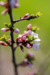 Preview wallpaper flowers, buds, petals, spring