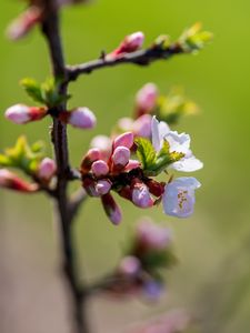 Preview wallpaper flowers, buds, petals, spring