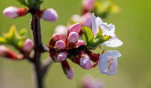 Preview wallpaper flowers, buds, petals, spring