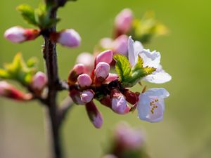 Preview wallpaper flowers, buds, petals, spring