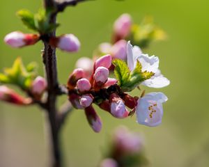 Preview wallpaper flowers, buds, petals, spring