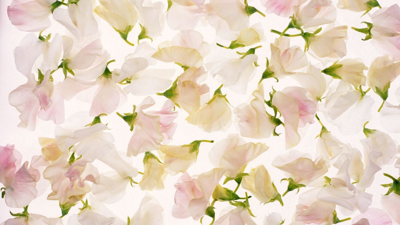 Wallpaper flowers, buds, petals, bright