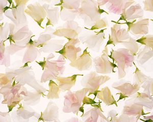 Preview wallpaper flowers, buds, petals, bright