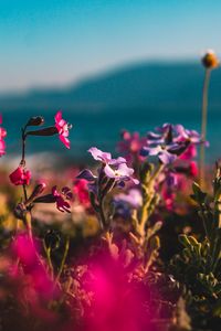 Preview wallpaper flowers, buds, plant, bloom, colorful