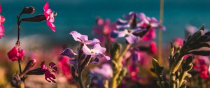 Preview wallpaper flowers, buds, plant, bloom, colorful