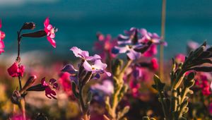 Preview wallpaper flowers, buds, plant, bloom, colorful