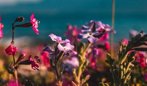 Preview wallpaper flowers, buds, plant, bloom, colorful