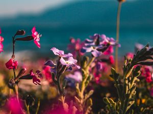 Preview wallpaper flowers, buds, plant, bloom, colorful